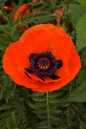 Picture of Papaver Orientale - Brilliant
